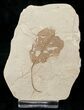 Unidentified Fossil Leaf - Green River Formation #16830-1